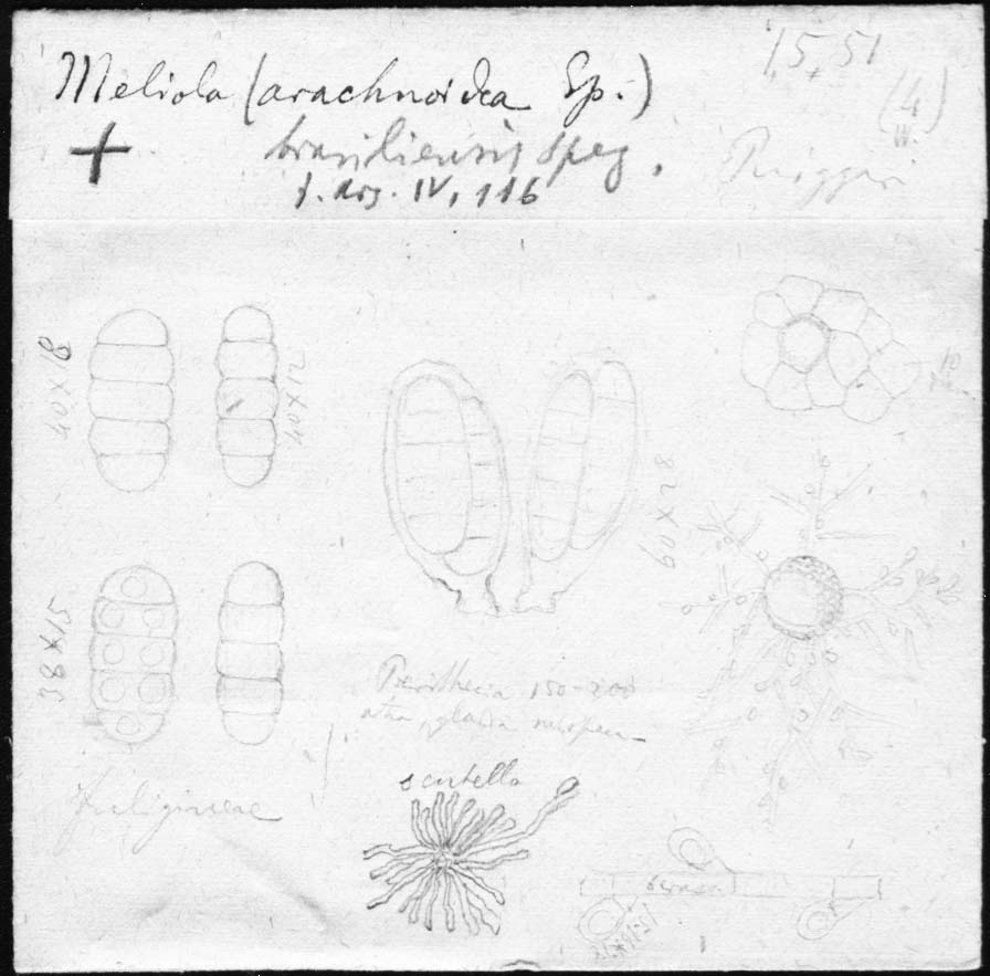 dibujo de Meliola brasiliensis Speg.