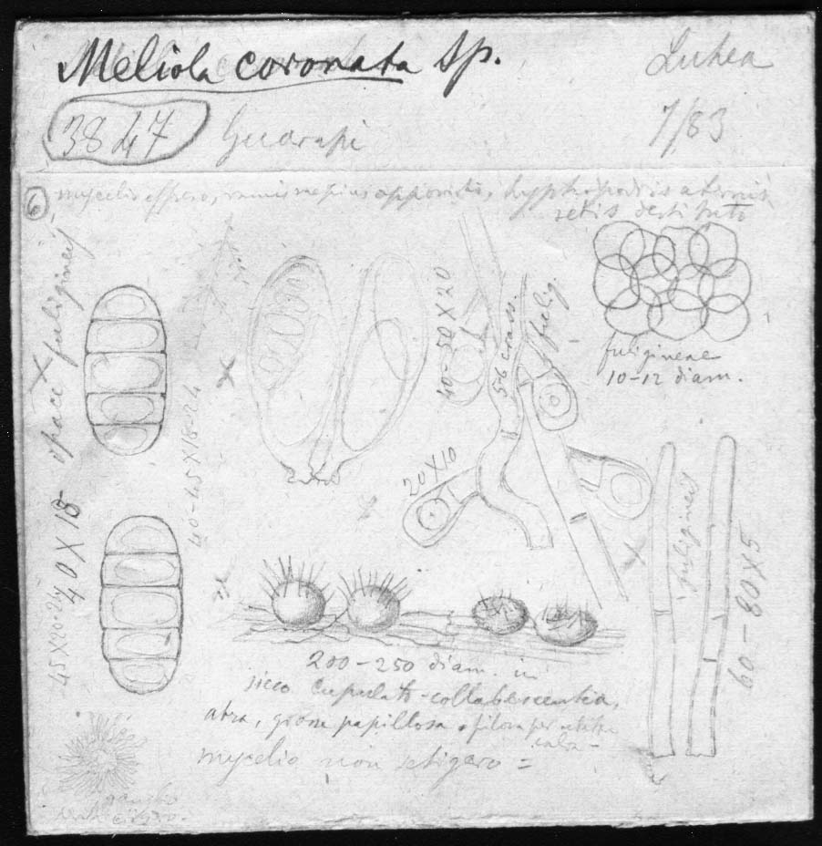 dibujo de Meliola coronata Speg.