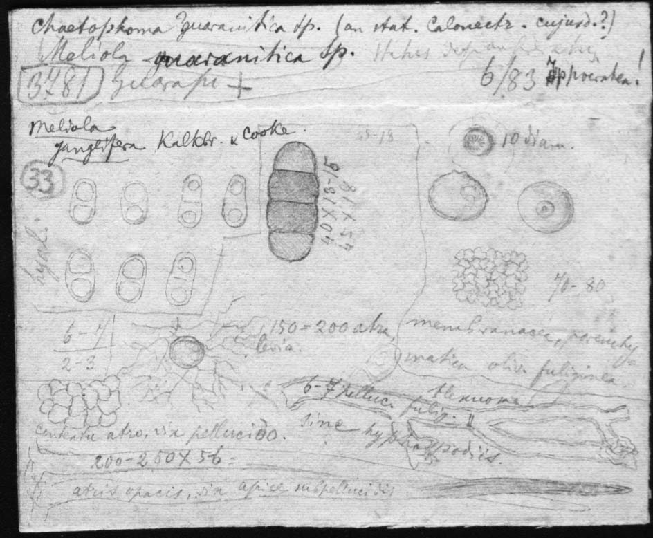 dibujo de Meliola guaranitica Speg.