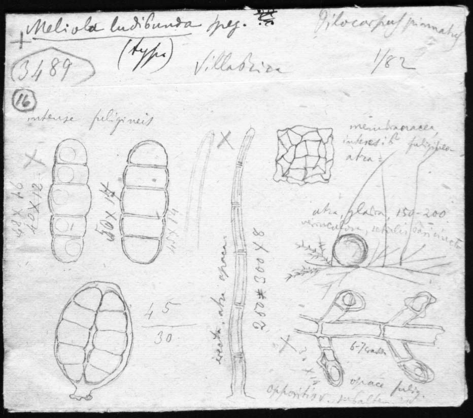 dibujo de Meliola ludibunda Speg.