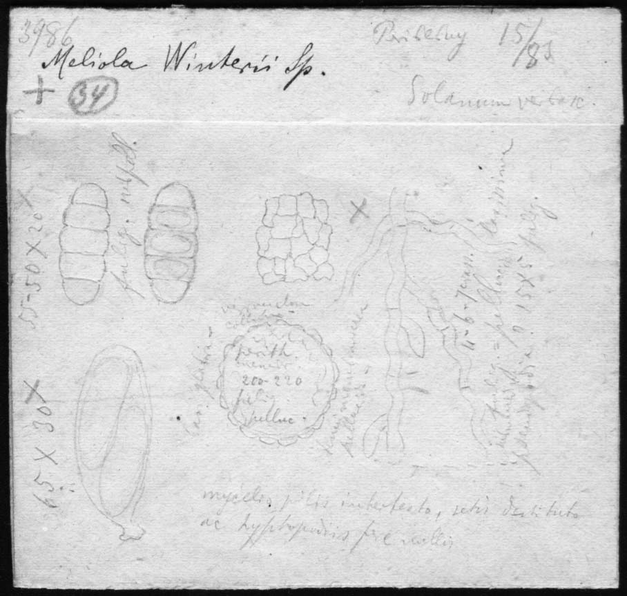 dibujo de Meliola winteri Speg.
