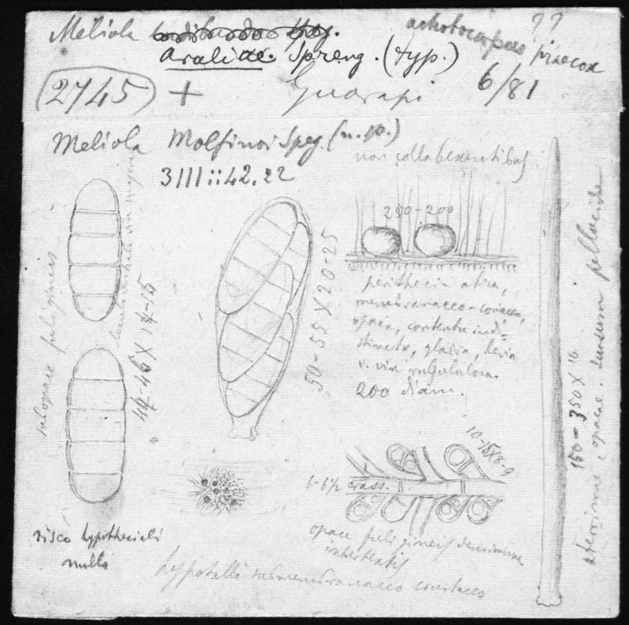 dibujo de Meliola molfinoi Speg.