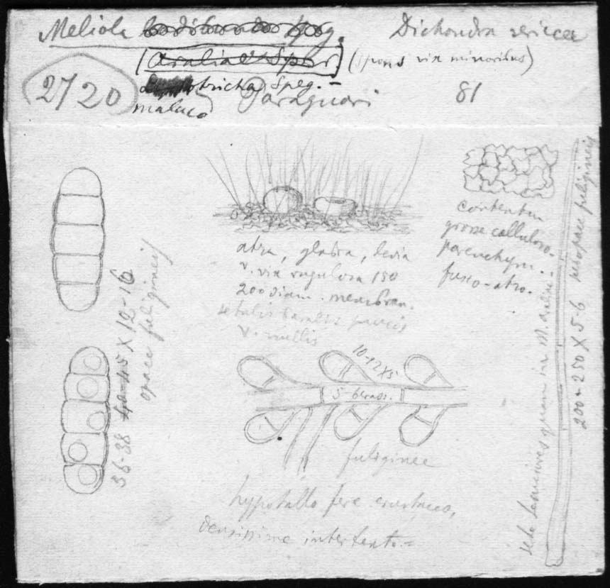 dibujo de Meliola malacotricha Speg.