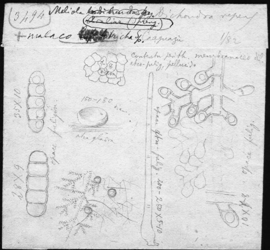 dibujo de Meliola malacotricha Speg.