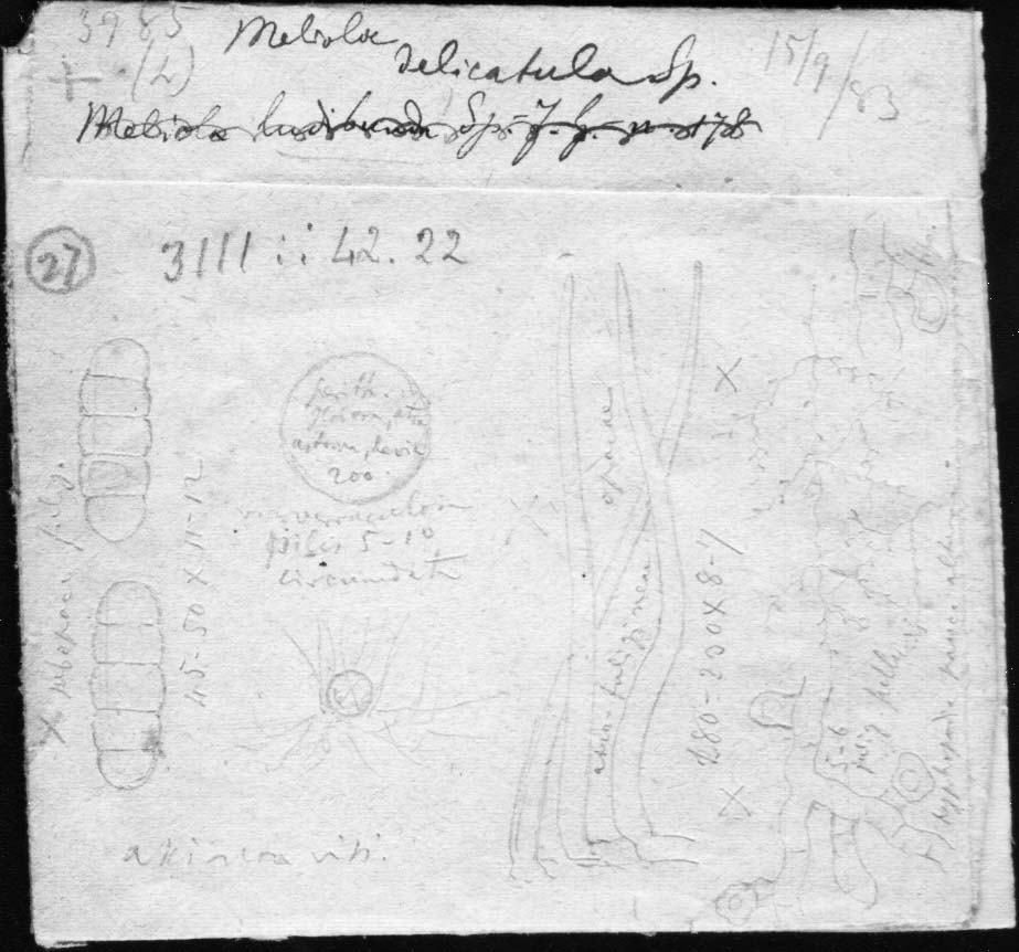 dibujo de Meliola delicatula Speg.