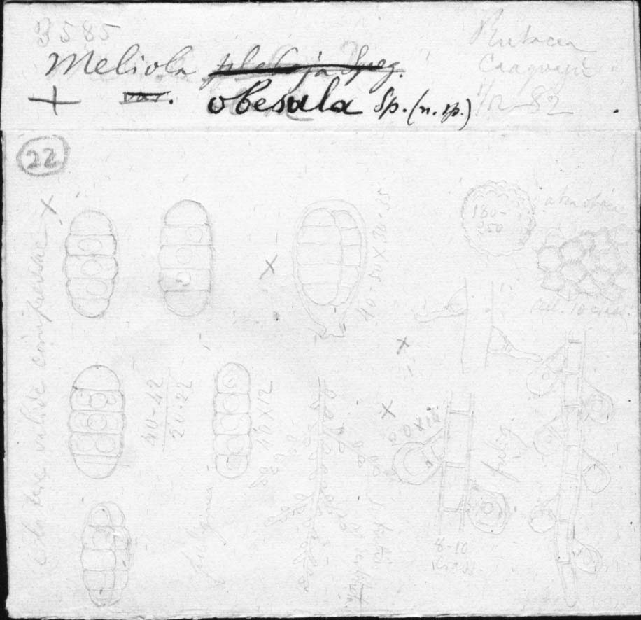dibujo de Meliola obesula Speg.