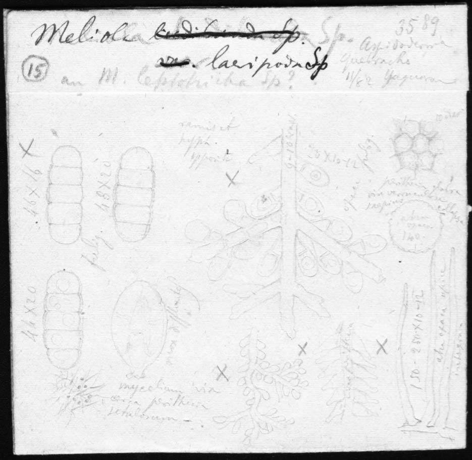 dibujo de Meliola laevipoda Speg.
