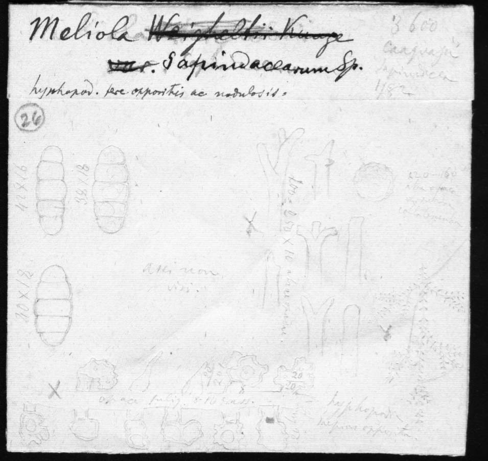 drawing of Meliola sapindacearum Speg.