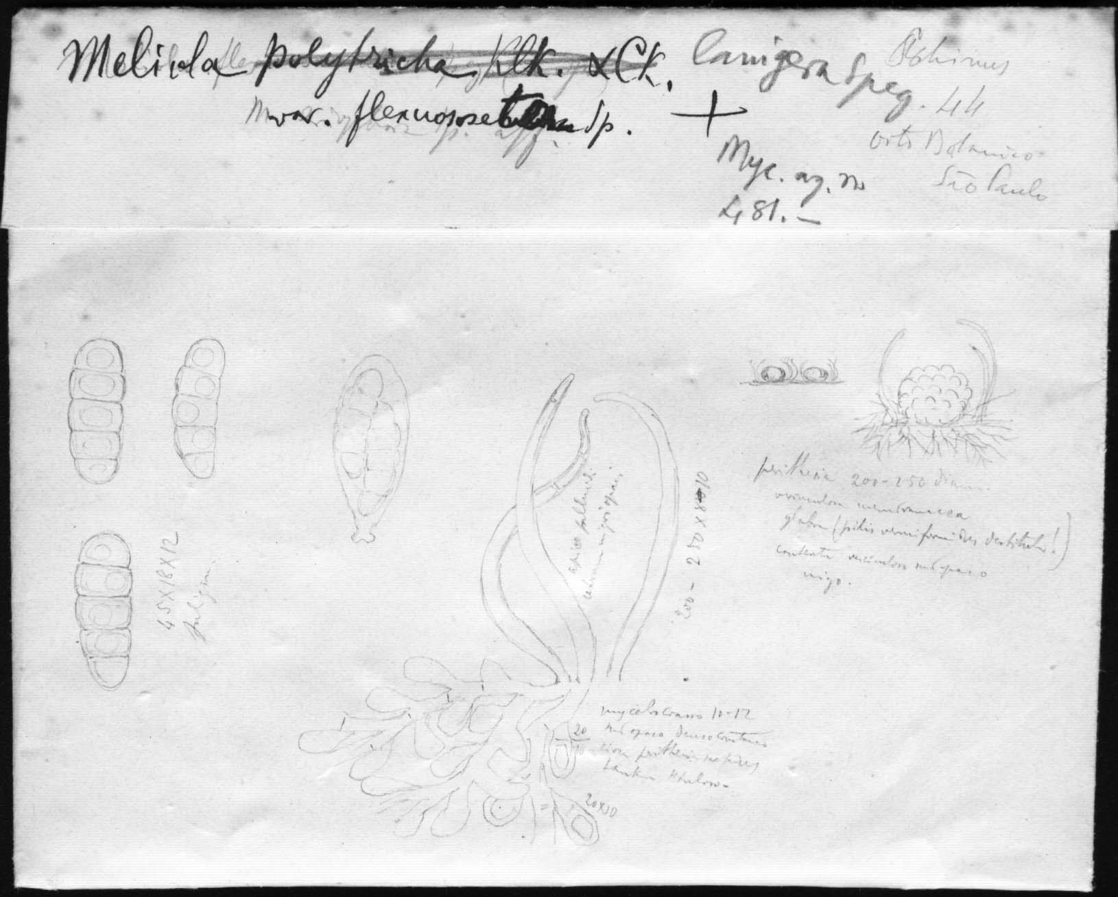 dibujo de Meliola polytricha var. flexuosiseta Speg.