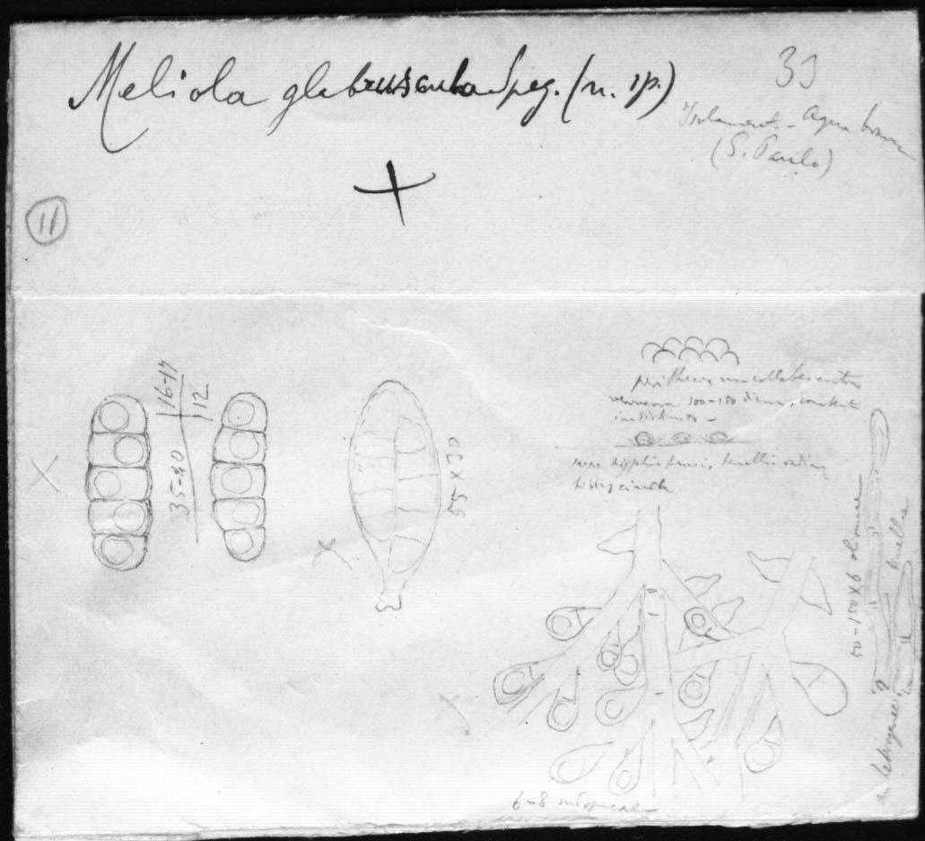 dibujo de Meliola glabriuscula Speg.