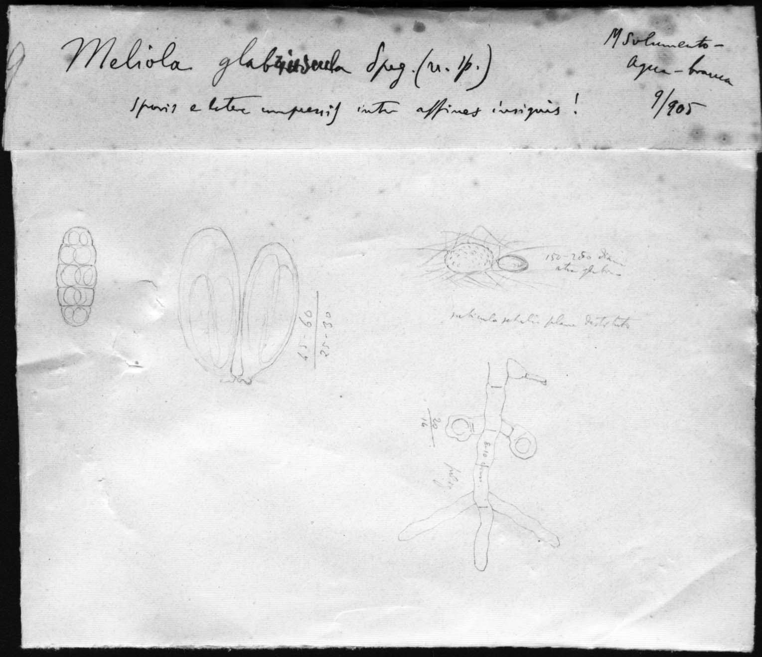 dibujo de Meliola glabriuscula Speg.