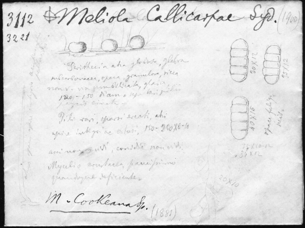 dibujo de Meliola cookeana Speg.