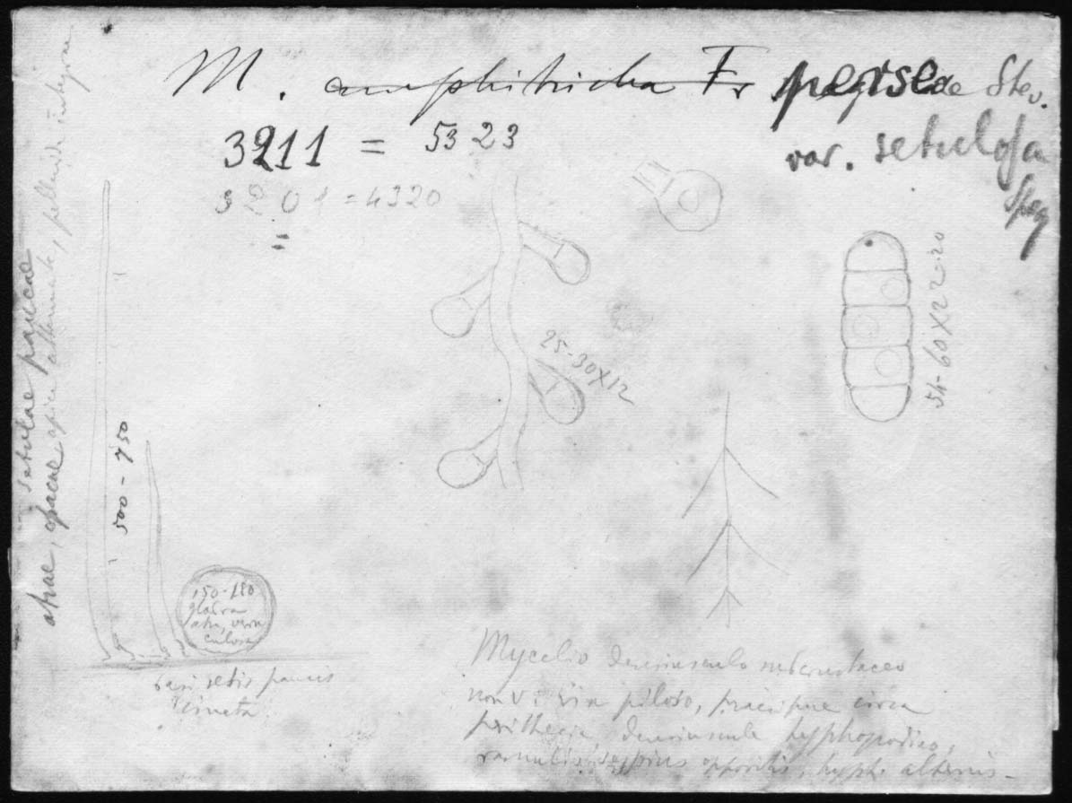 dibujo de Meliola perseae var. setulifera Speg.