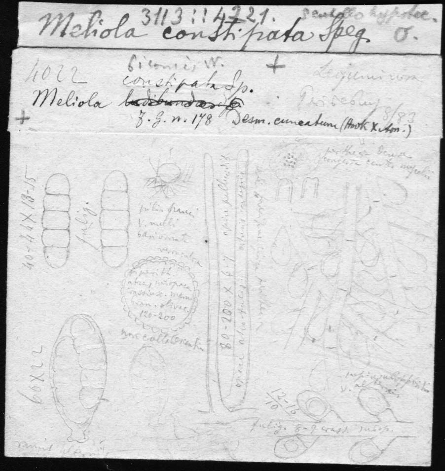 dibujo de Meliola chilensis Speg.