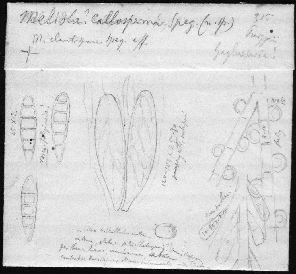 dibujo de Meliola callosperma Speg.