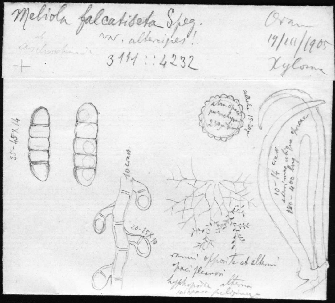 dibujo de Meliola falcatiseta var. alternipes Speg.