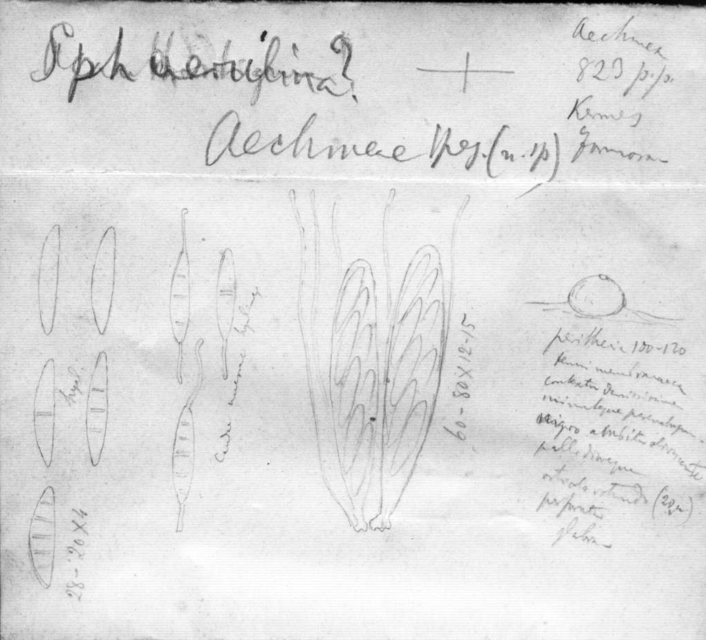 dibujo de Sphaerulina aechmeae Speg.