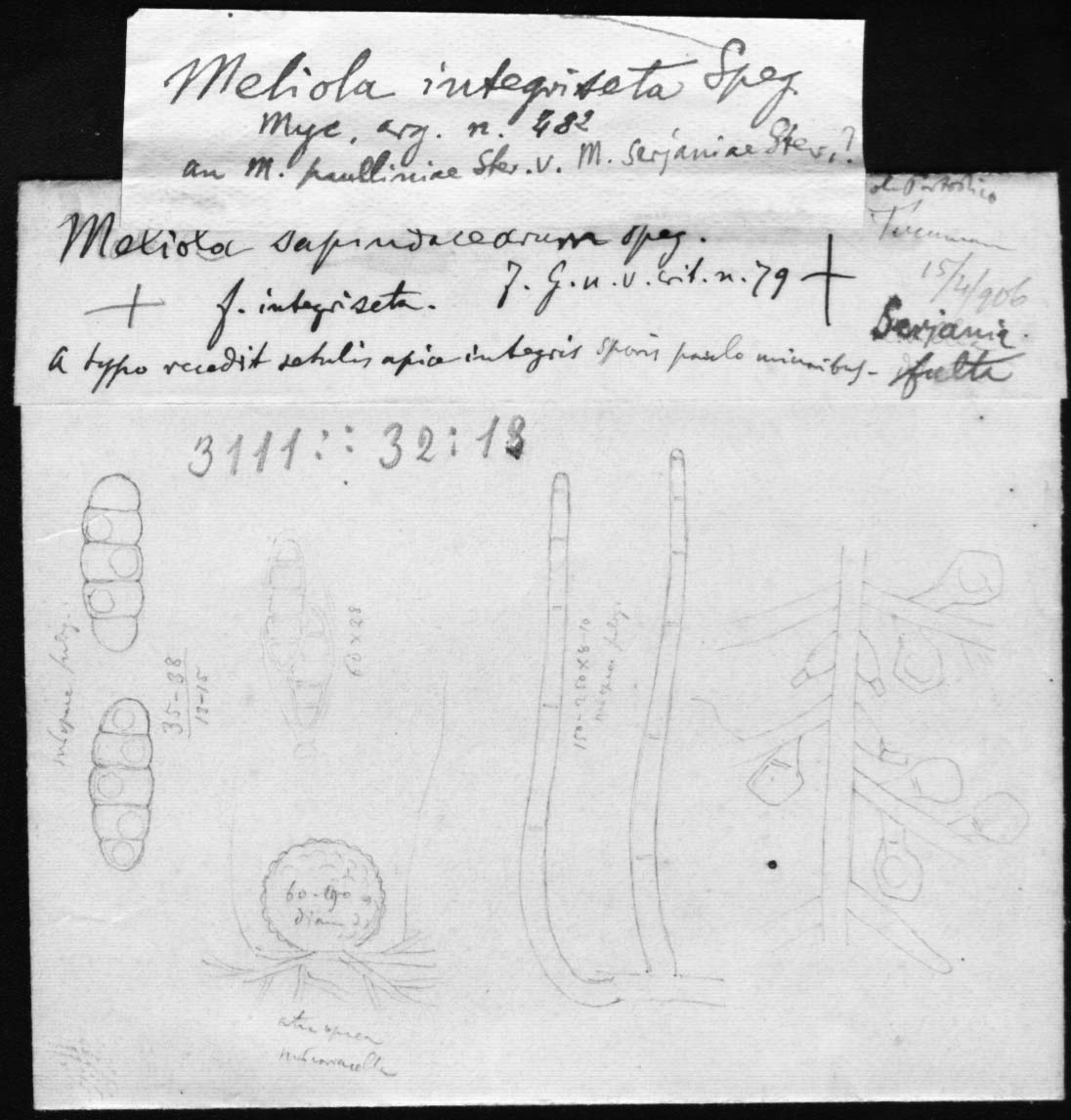 dibujo de Meliola integriseta (Speg.) Speg.