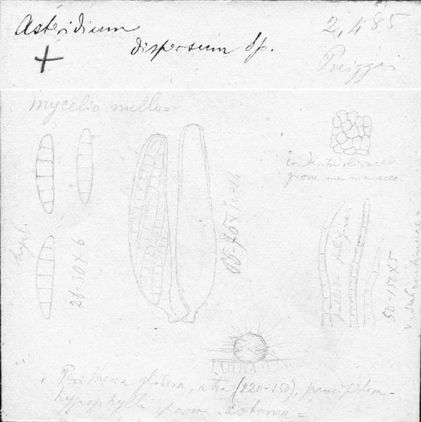 dibujo de Asteridium dispersum Speg.