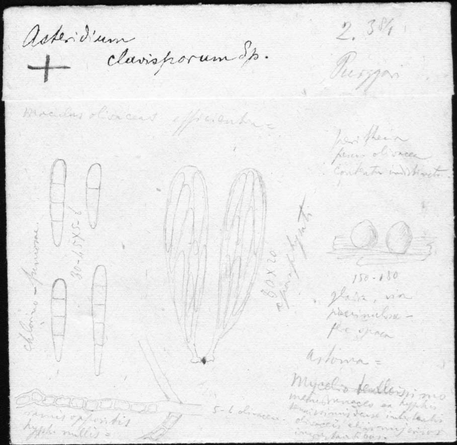 dibujo de Asteridium clavisporum Speg.