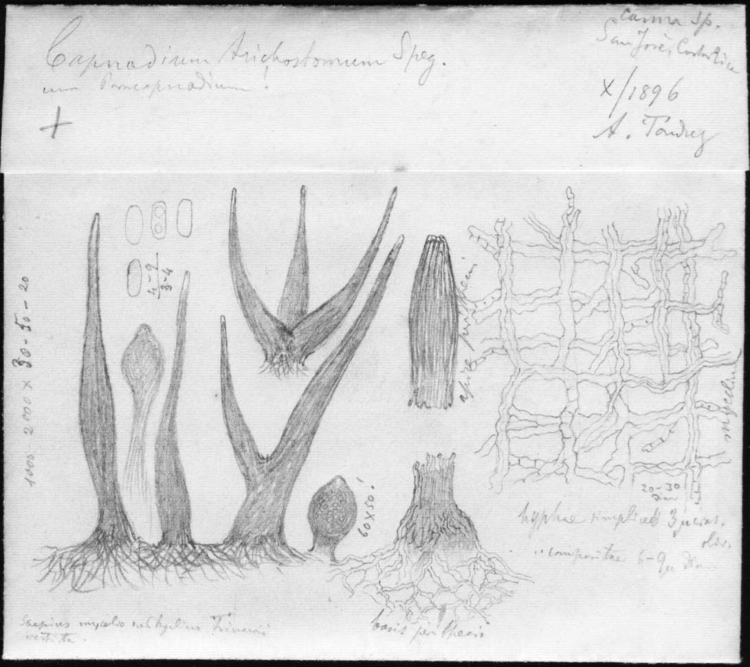 dibujo de Capnodium trichostomum Speg.