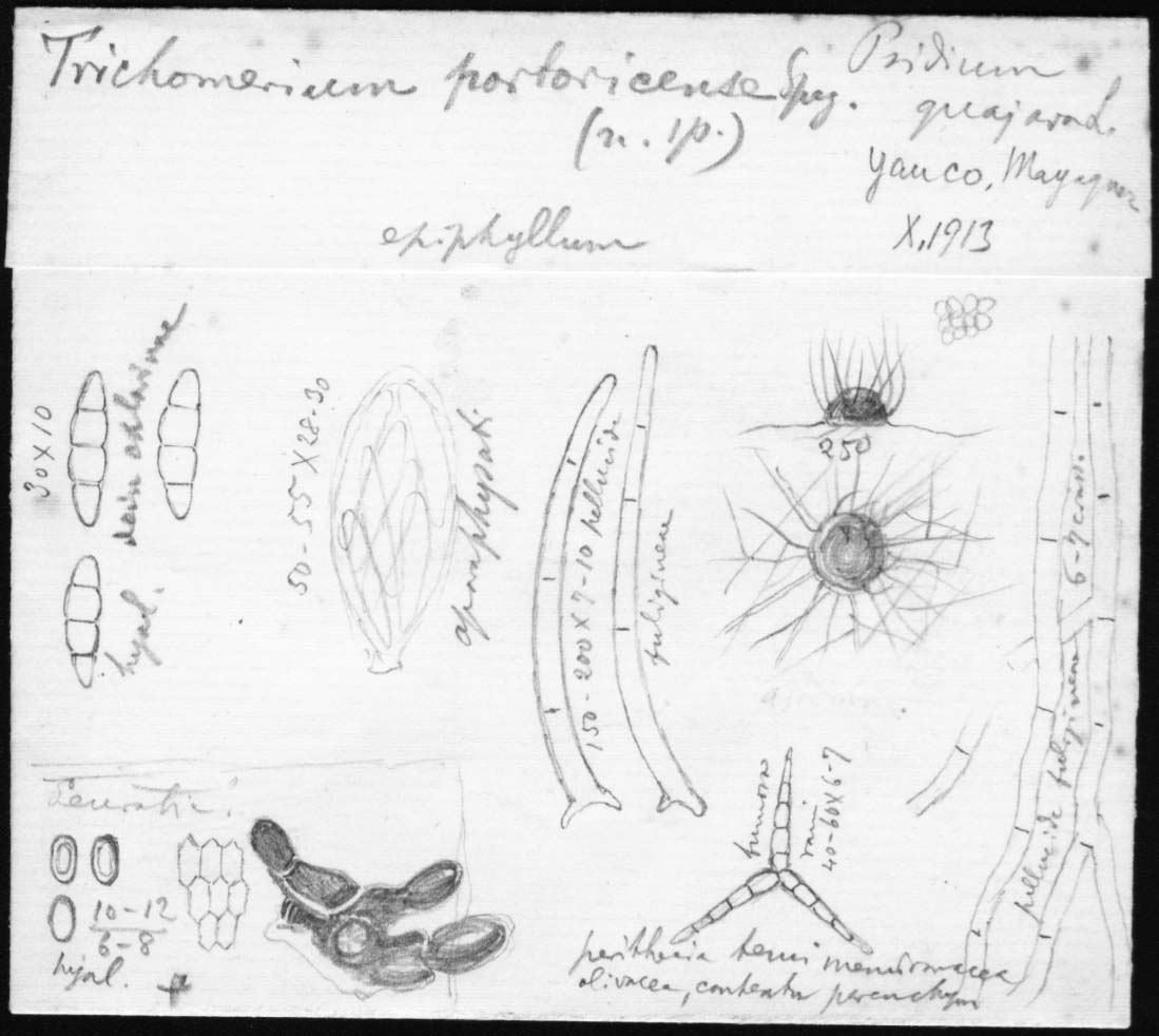 dibujo de Trichomerium portoricense Speg.