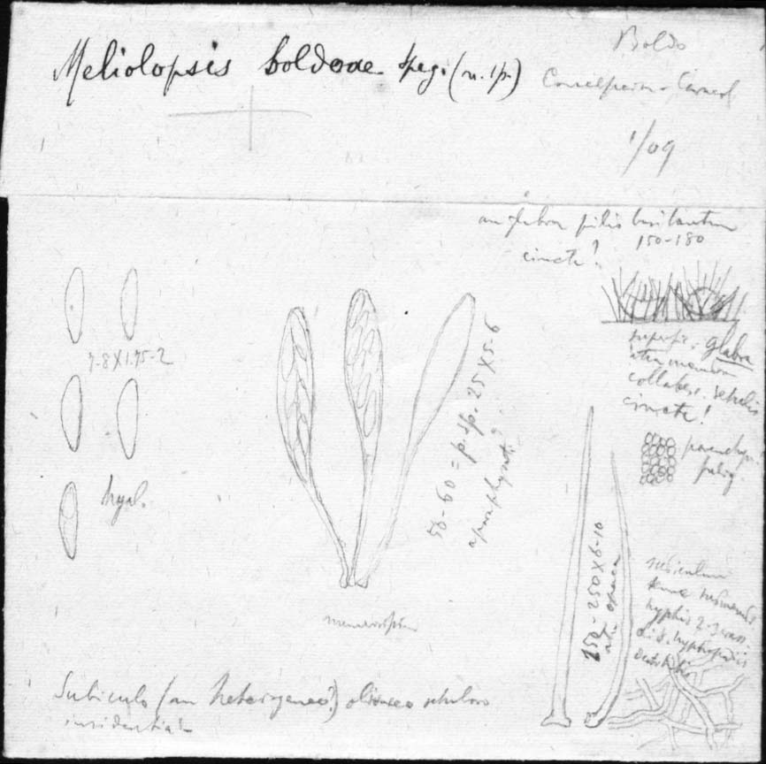 dibujo de Meliolopsis boldoae Speg.