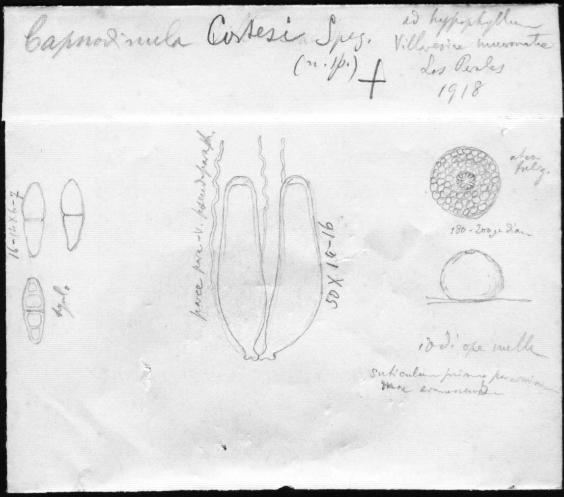 dibujo de Capnodinula costesi Speg.