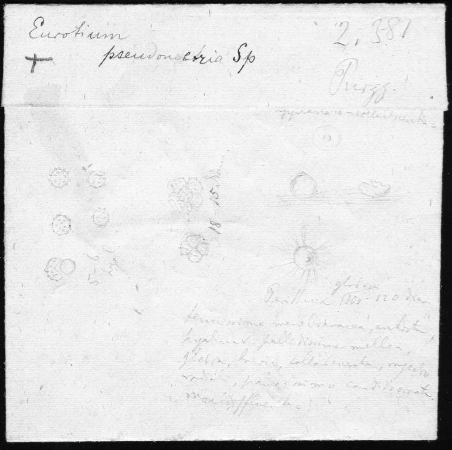 dibujo de Eurotium pseudonectria Speg.