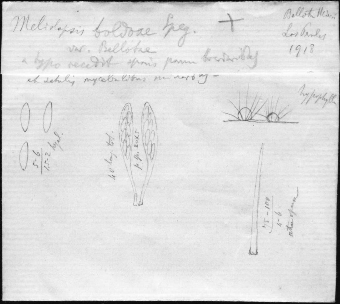 dibujo de Meliolopsis boldoae var. bellotae Speg.