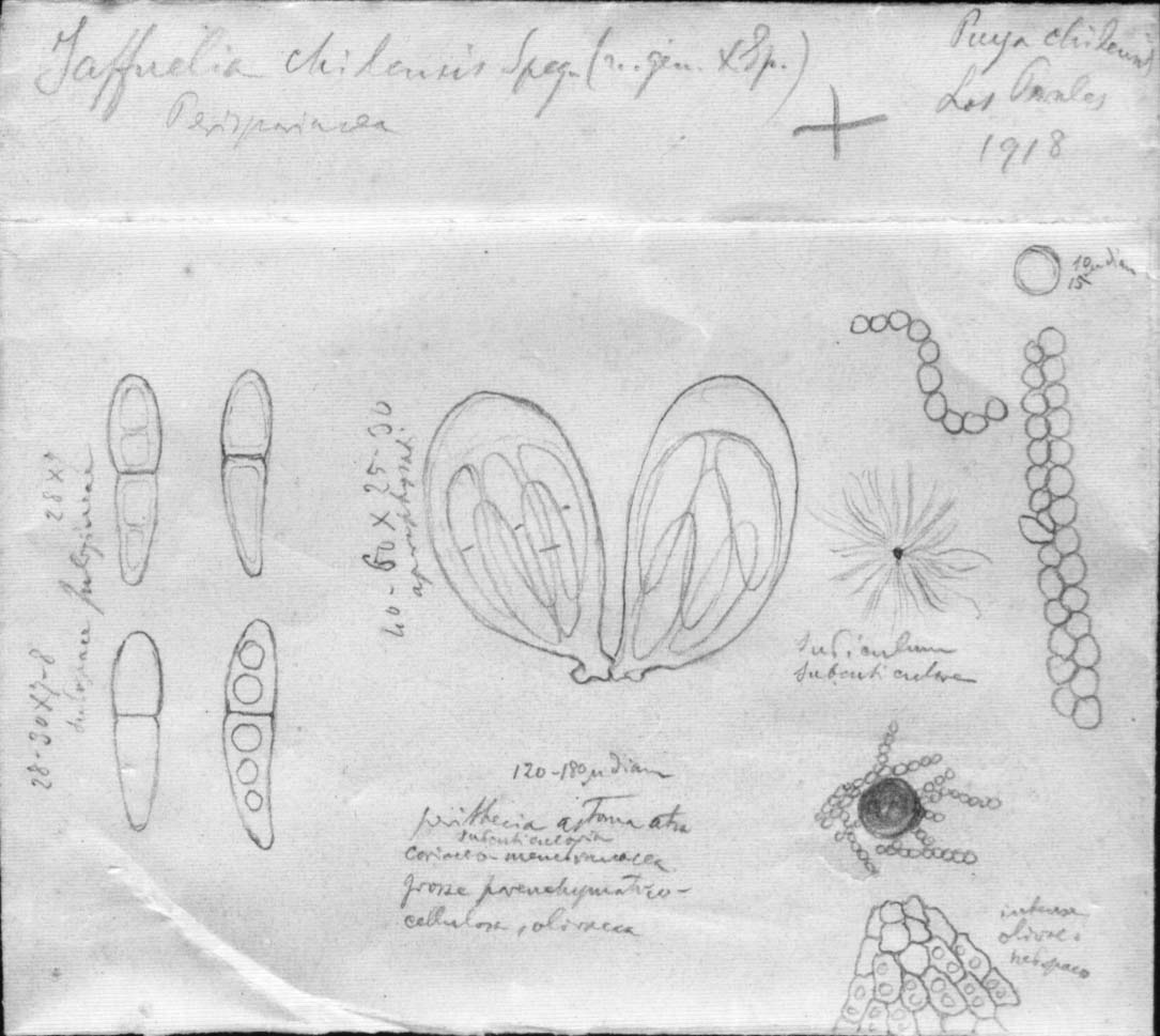 dibujo de Jaffuela chilensis Speg.