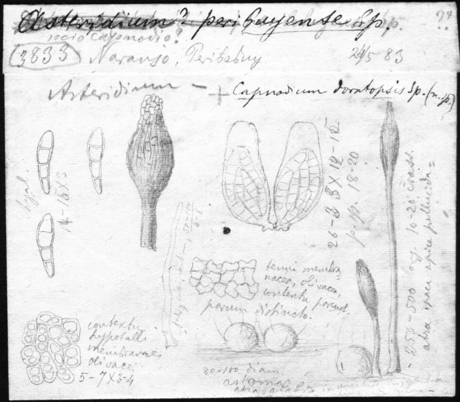 dibujo de Capnodium doratopsis Speg.