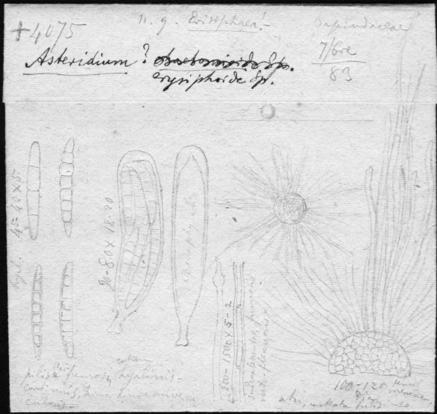 dibujo de Asteridium erysiphoide Speg.