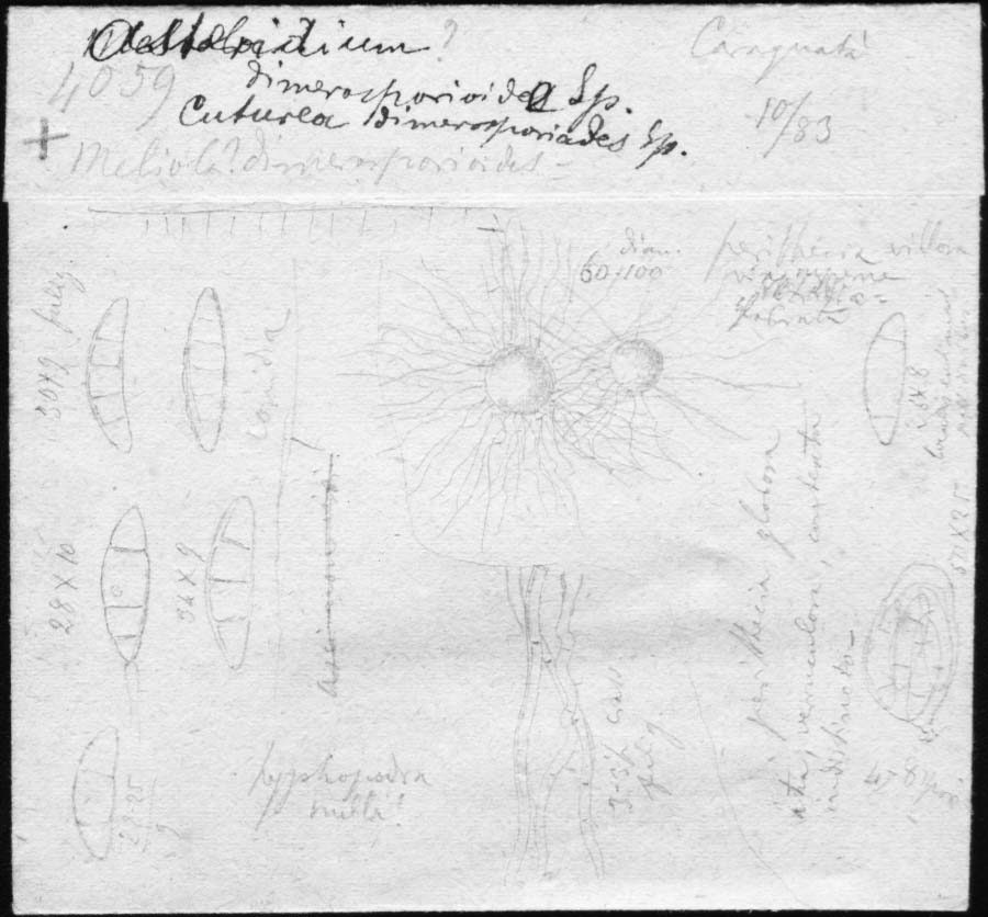 dibujo de Asteridium dimerosporioides Speg.