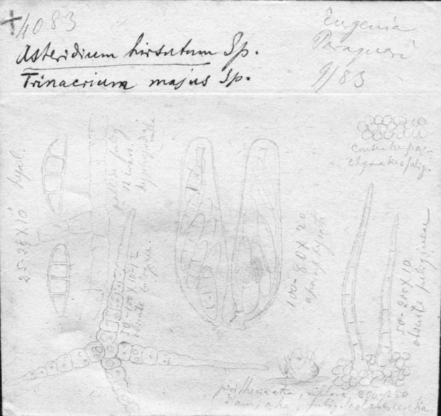 dibujo de Asteridium hirsutum Speg.