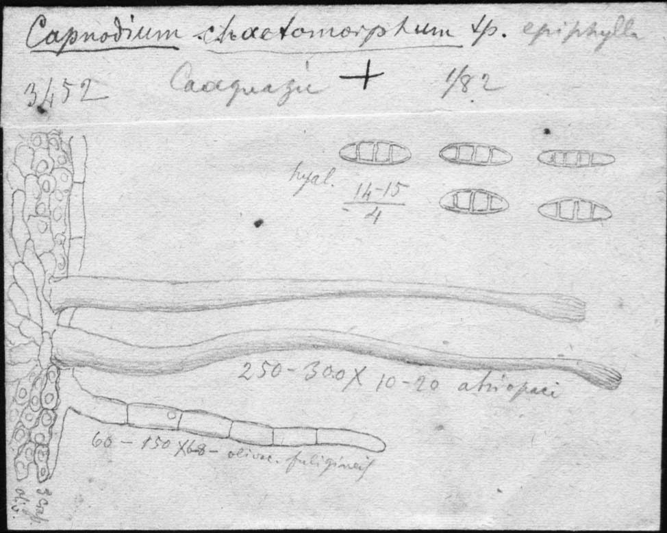 dibujo de Capnodium chaetomorphum Speg.