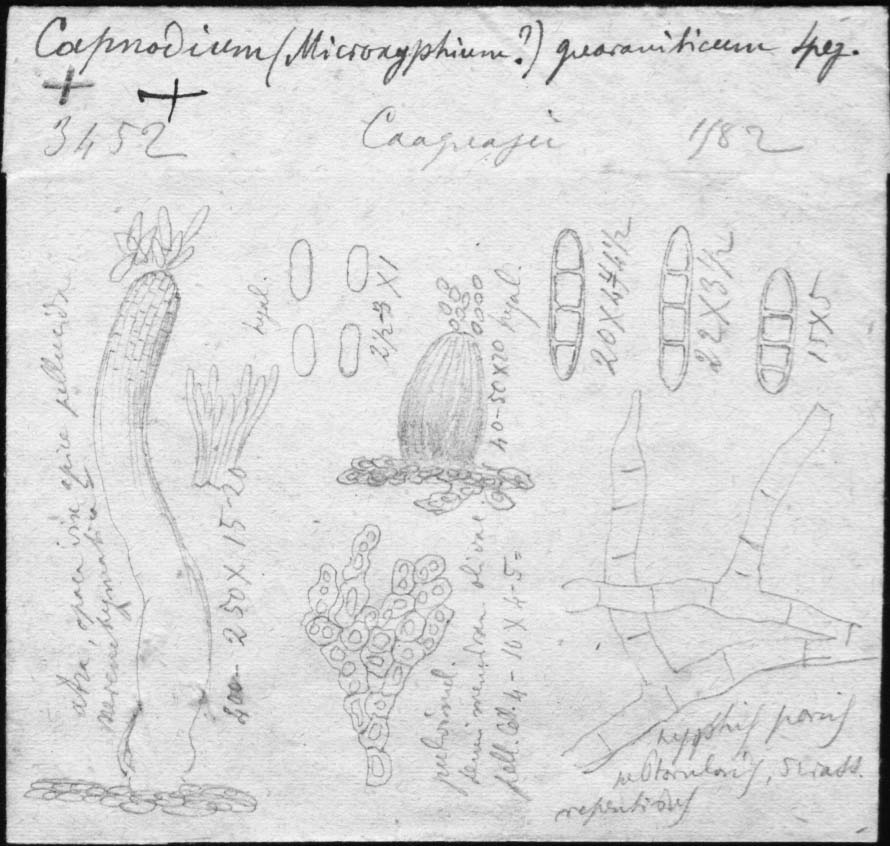 dibujo de Capnodium guaraniticum Speg.