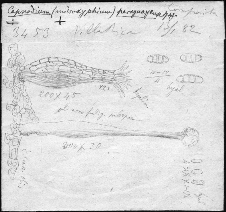 dibujo de Capnodium paraguayense Speg.