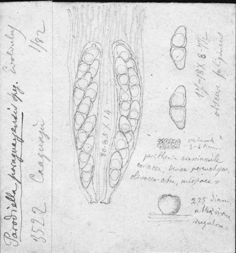 dibujo de Parodiella paraguayensis Speg.