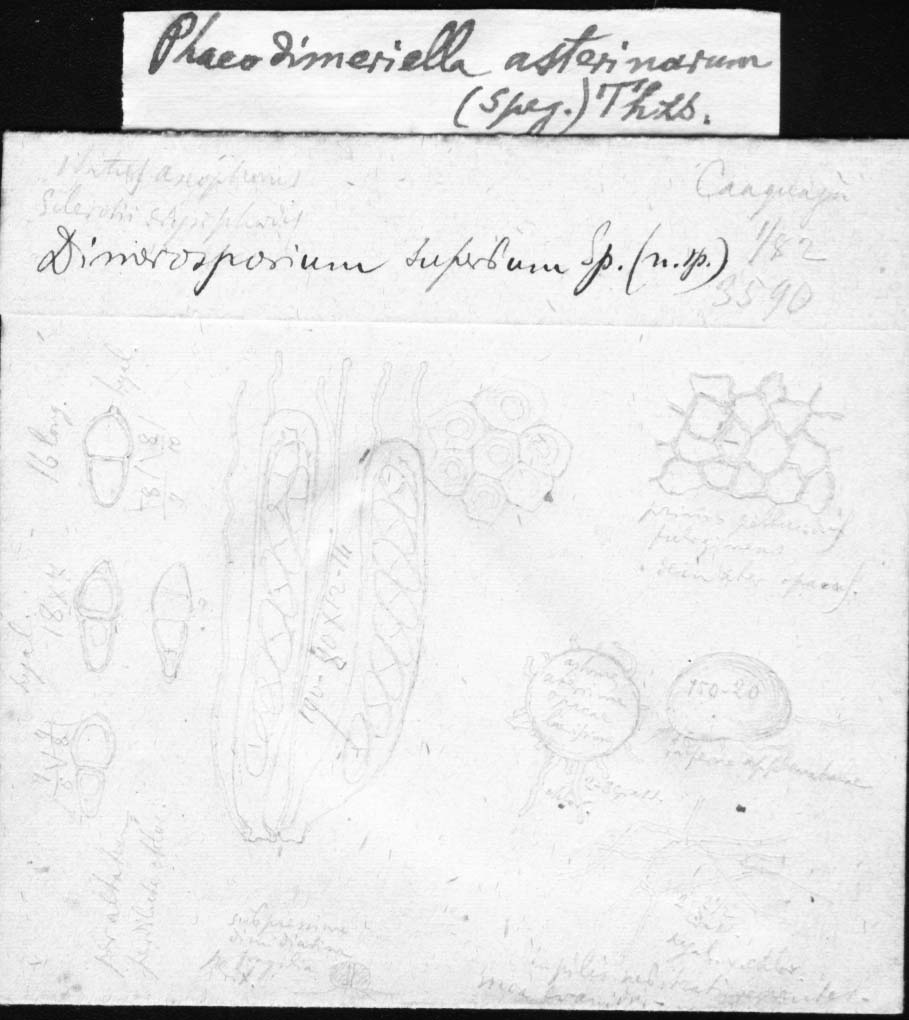 dibujo de Dimerosporium superbum Speg.