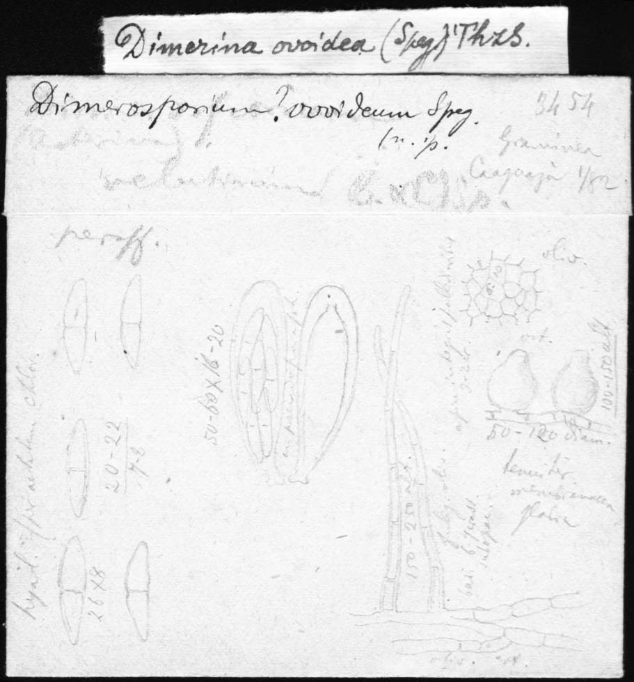 dibujo de Dimerosporium ovoideum Speg.