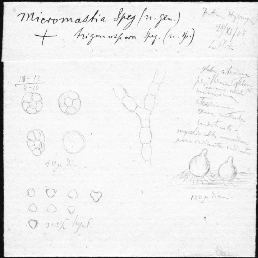 dibujo de Micromastia trigonospora Speg.