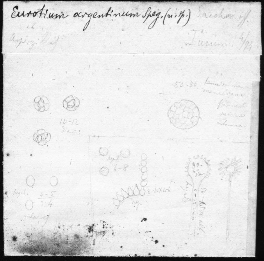 dibujo de Eurotium argentinum Speg.