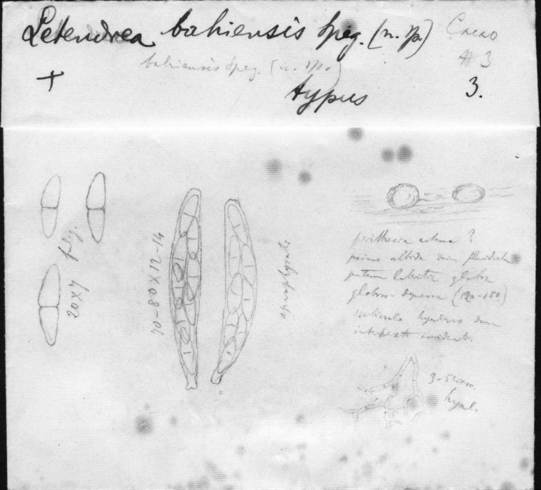 dibujo de Letendraea bahiensis Speg.