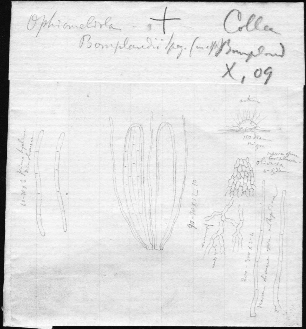 dibujo de Ophiomeliola bomplandi Speg.
