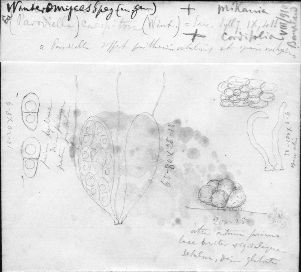 dibujo de Winteromyces caespitosus (G. Winter) Speg.