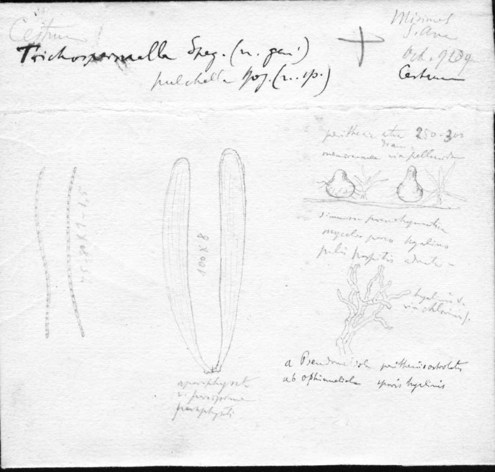 dibujo de Trichospermella pulchella Speg.