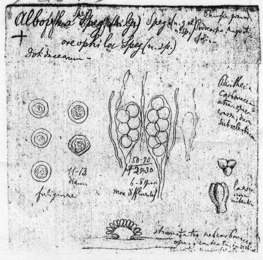 dibujo de Alboffia oreophila Speg.