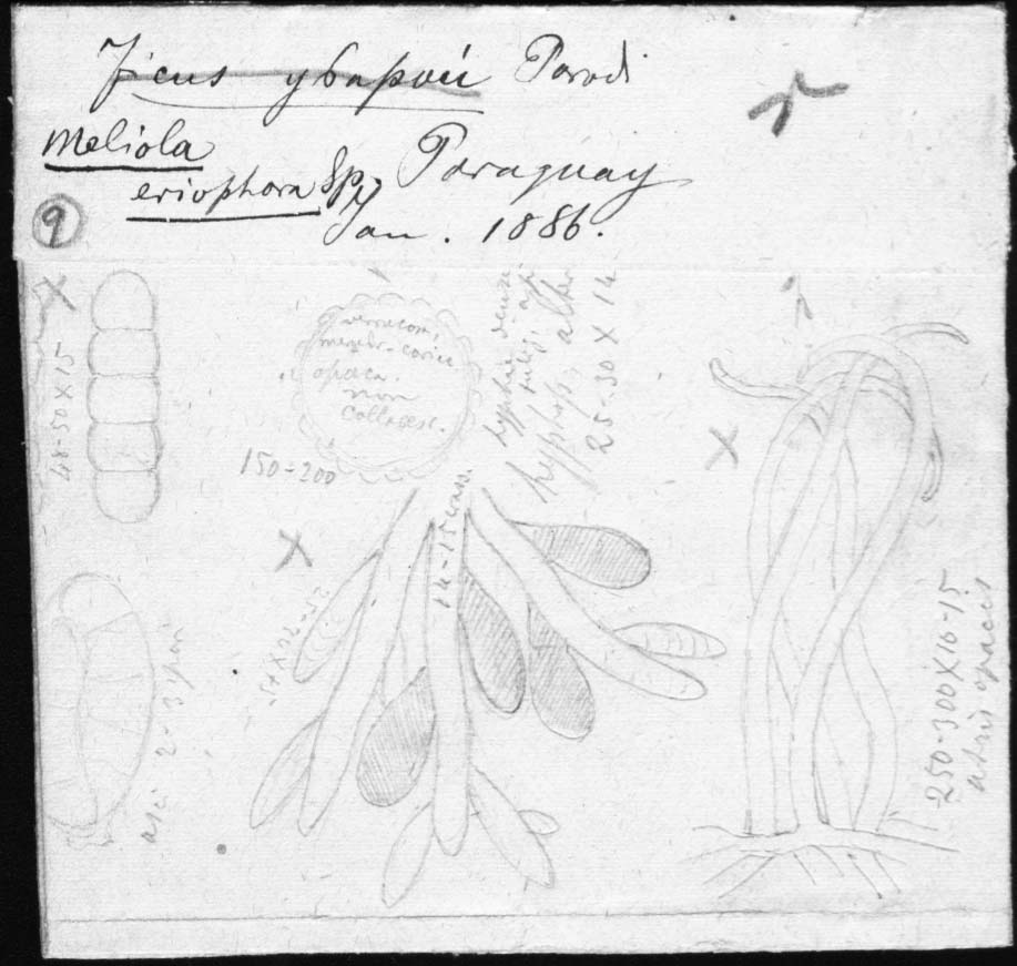 dibujo de Meliola eriophora Speg.