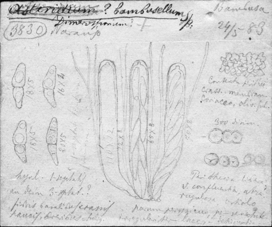 dibujo de Asteridium bambusellum Speg.